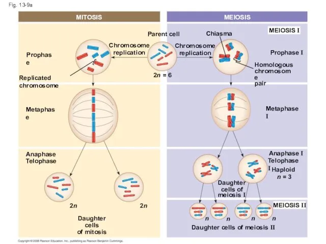 Fig. 13-9a MITOSIS MEIOSIS MEIOSIS I Prophase I Chiasma Chromosome replication