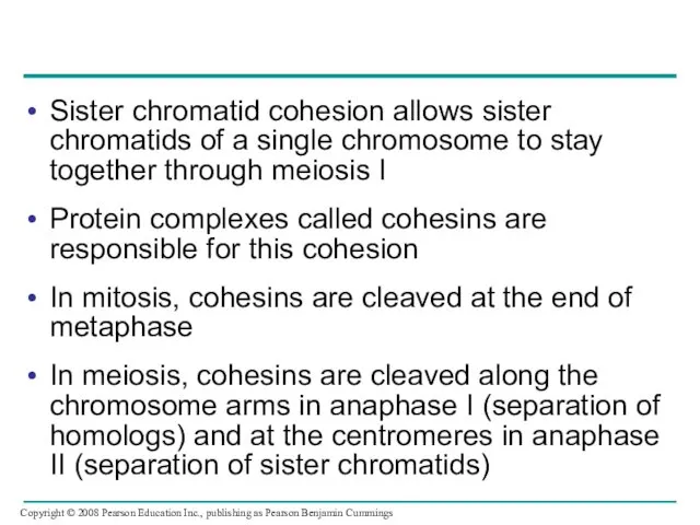 Sister chromatid cohesion allows sister chromatids of a single chromosome to