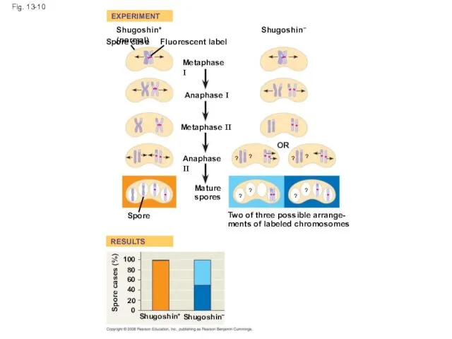 Fig. 13-10 EXPERIMENT RESULTS Shugoshin+ (normal)+ Spore case Fluorescent label Metaphase