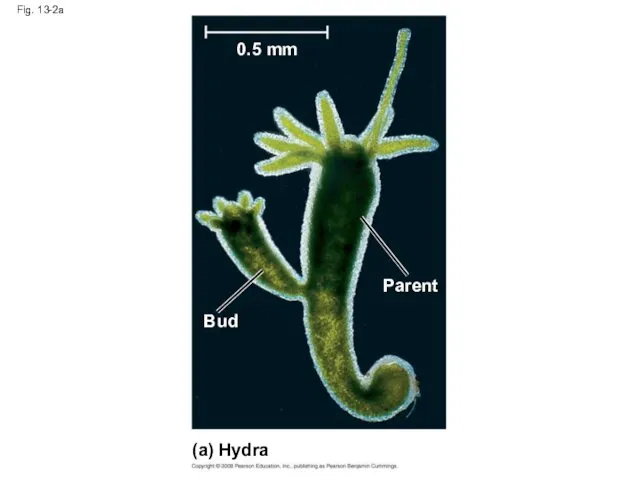 Fig. 13-2a (a) Hydra 0.5 mm Bud Parent