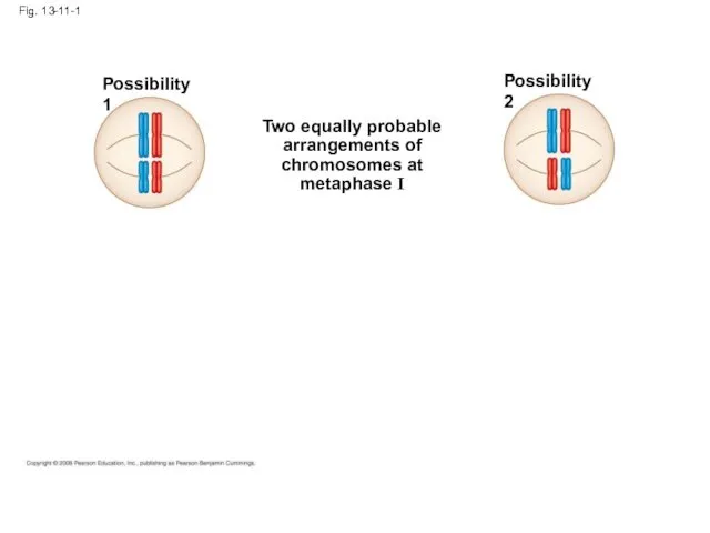 Fig. 13-11-1 Possibility 1 Possibility 2 Two equally probable arrangements of chromosomes at metaphase I