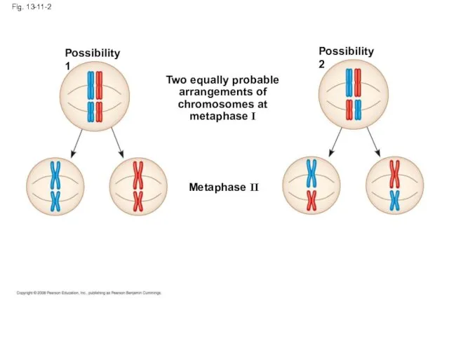 Fig. 13-11-2 Possibility 1 Possibility 2 Two equally probable arrangements of