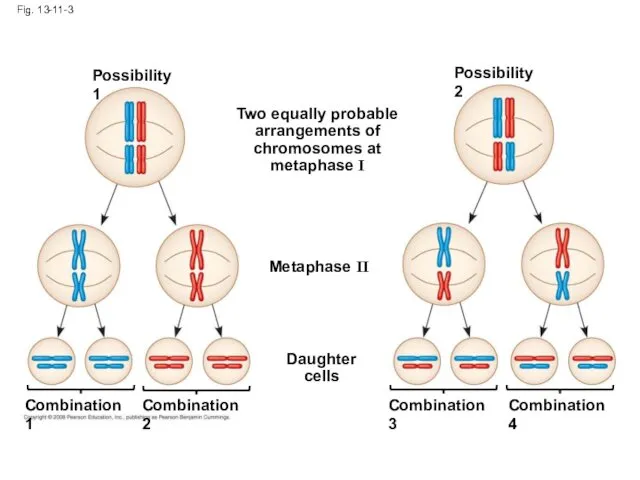 Fig. 13-11-3 Possibility 1 Possibility 2 Two equally probable arrangements of