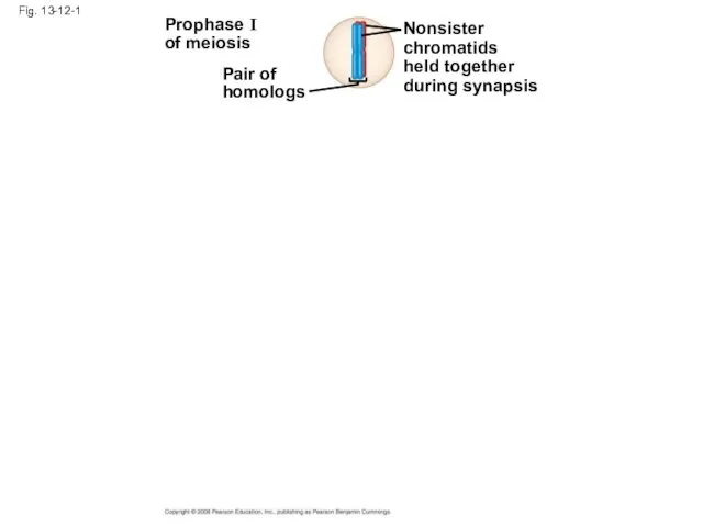 Fig. 13-12-1 Prophase I of meiosis Pair of homologs Nonsister chromatids held together during synapsis