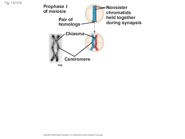 Fig. 13-12-2 Prophase I of meiosis Pair of homologs Nonsister chromatids
