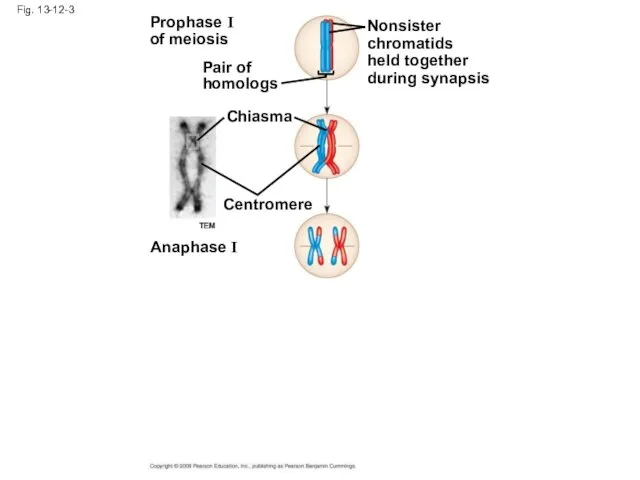 Fig. 13-12-3 Prophase I of meiosis Pair of homologs Nonsister chromatids