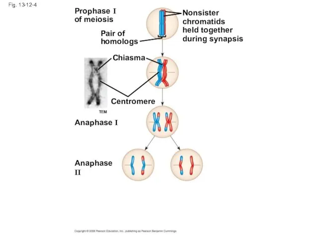 Fig. 13-12-4 Prophase I of meiosis Pair of homologs Nonsister chromatids