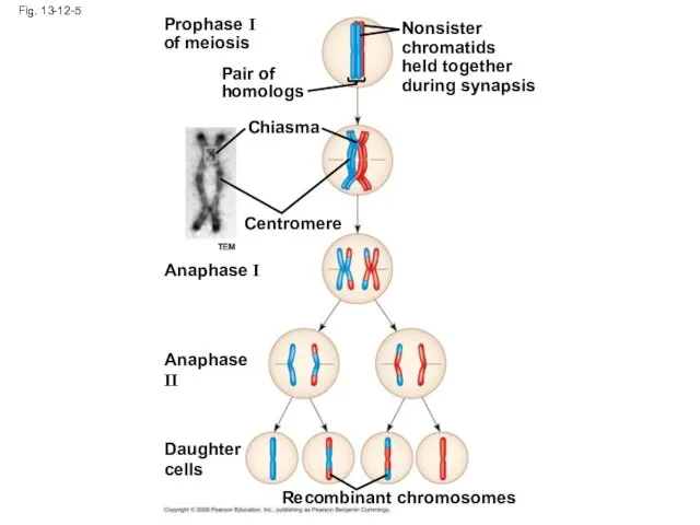 Fig. 13-12-5 Prophase I of meiosis Pair of homologs Nonsister chromatids