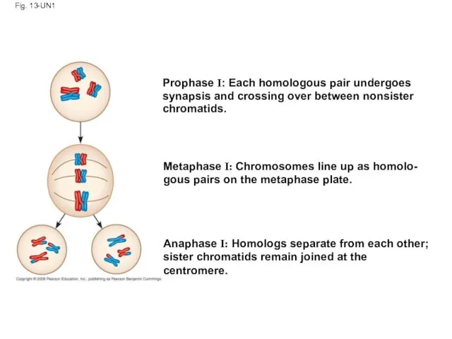 Fig. 13-UN1 Prophase I: Each homologous pair undergoes synapsis and crossing