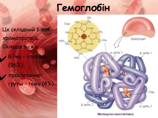 Це складний білок хромопротеїд. Складається з: білка – глобіна (96%), простетичної групи - гему (4%). Гемоглобін