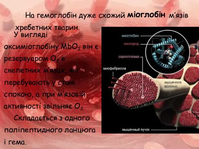 На гемоглобін дуже схожий міоглобін м’язів хребетних тварин. У вигляді оксиміоглобіну