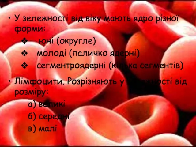 У зележності від віку мають ядро різної форми: юні (округле) молоді