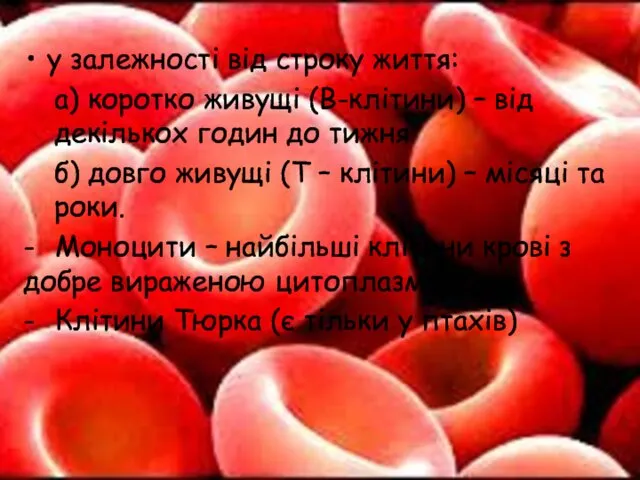 у залежності від строку життя: а) коротко живущі (В-клітини) – від