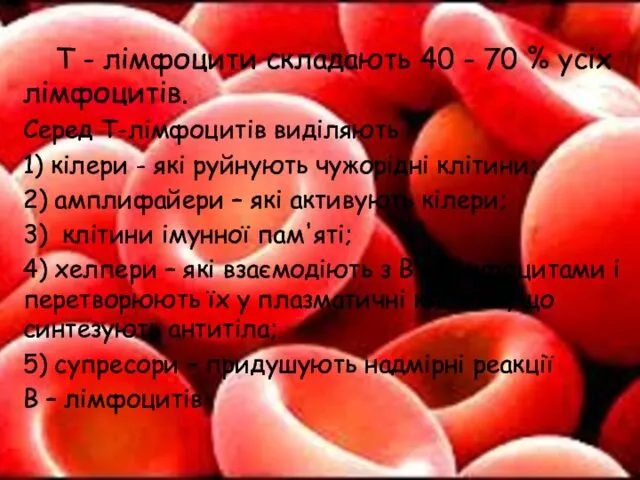 Т - лімфоцити складають 40 - 70 % усіх лімфоцитів. Серед