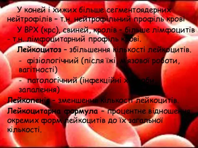 У коней і хижих більше сегментоядерних нейтрофілів – т.н. нейтрофільний профіль