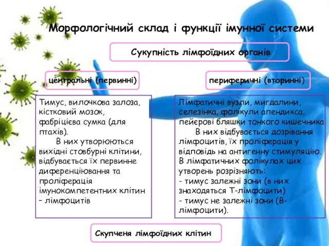 Морфологічний склад і функції імунної системи Лімфатичні вузли, мигдалини, селезінка, фолікули