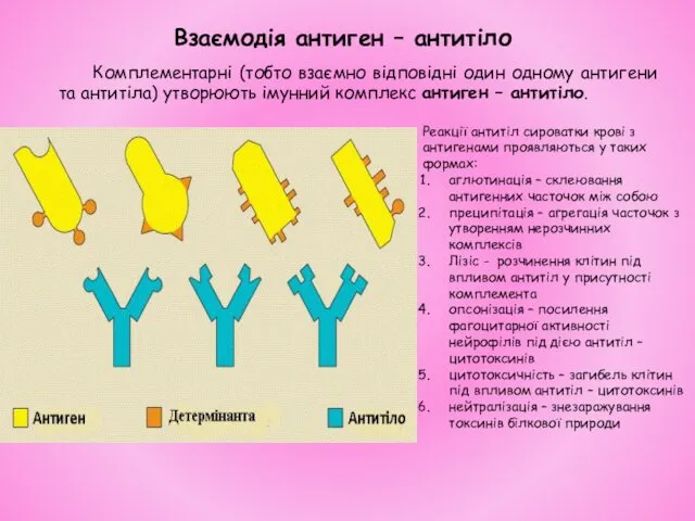 Взаємодія антиген – антитіло Комплементарні (тобто взаємно відповідні один одному антигени