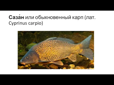 Саза́н или обыкновенный карп (лат. Cyprinus carpio)