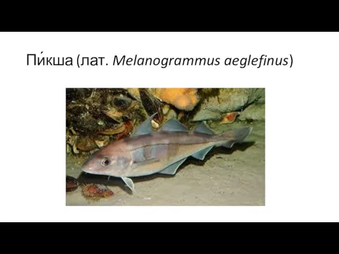 Пи́кша (лат. Melanogrammus aeglefinus)