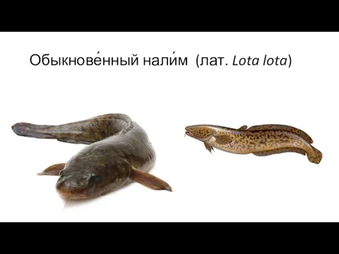 Обыкнове́нный нали́м (лат. Lota lota)