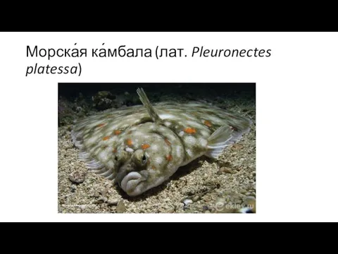 Морска́я ка́мбала (лат. Pleuronectes platessa)