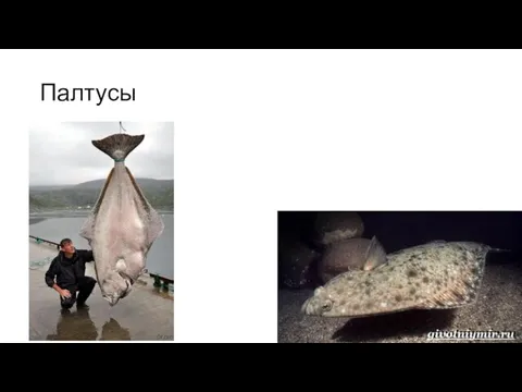 Палтусы