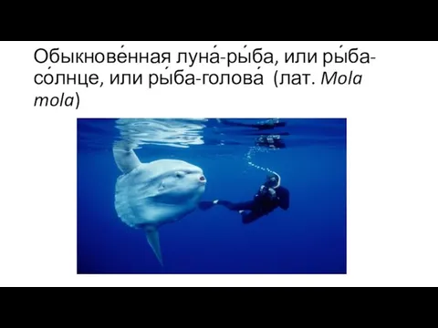 Обыкнове́нная луна́-ры́ба, или ры́ба-со́лнце, или ры́ба-голова́ (лат. Mola mola)