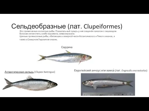 Сельдеобразные (лат. Clupeiformes) Атлантическая сельдь (Clupea harengus) Это примитивные костистые рыбы.