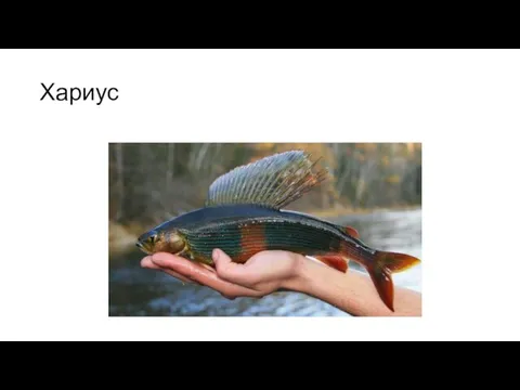 Хариус