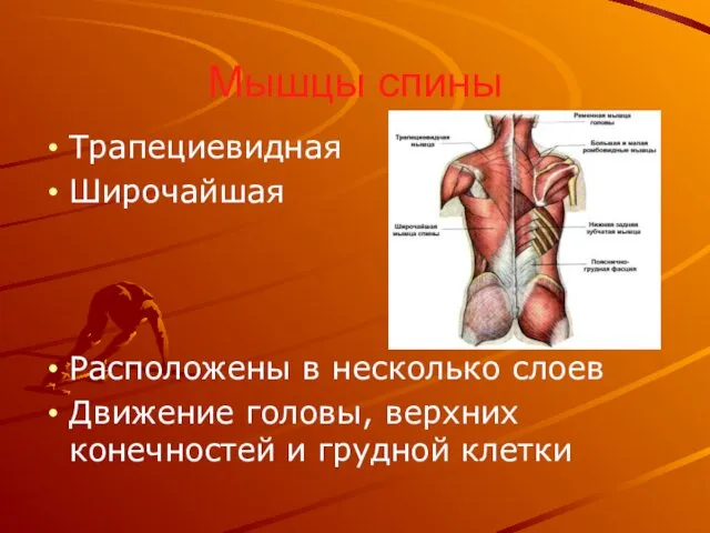 Мышцы спины Трапециевидная Широчайшая Расположены в несколько слоев Движение головы, верхних конечностей и грудной клетки