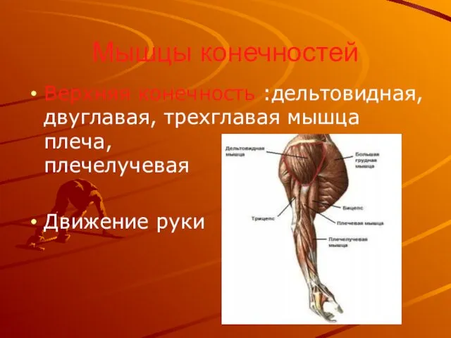 Мышцы конечностей Верхняя конечность :дельтовидная, двуглавая, трехглавая мышца плеча, плечелучевая Движение руки