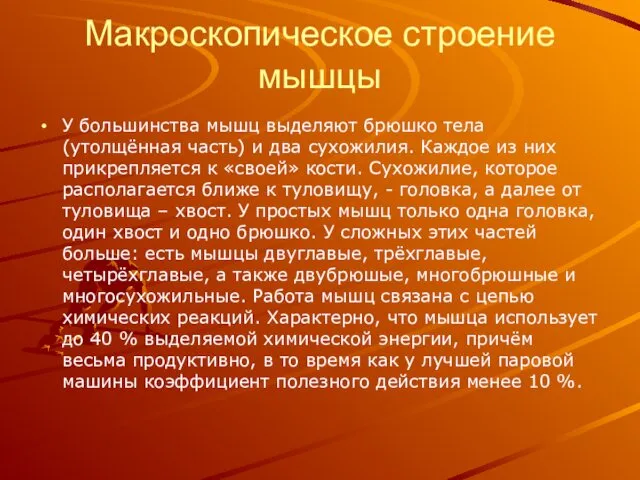 Макроскопическое строение мышцы У большинства мышц выделяют брюшко тела (утолщённая часть)