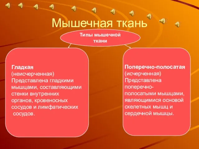 Мышечная ткань Типы мышечной ткани Гладкая (неисчерченная) Представлена гладкими мышцами, составляющими