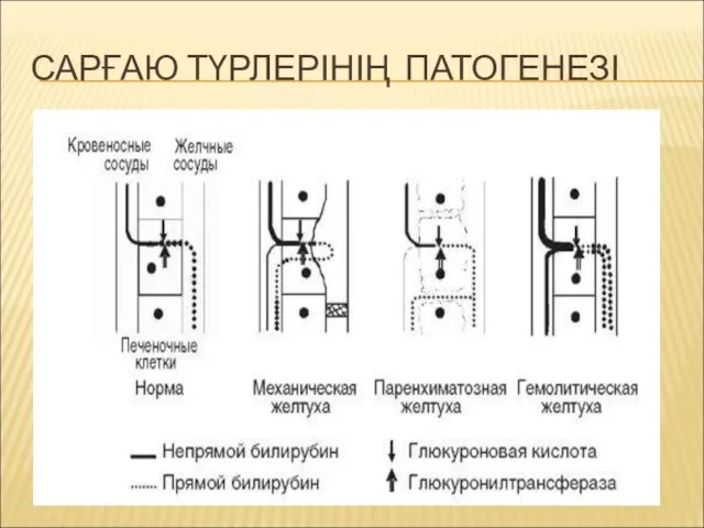 САРҒАЮ ТҮРЛЕРІНІҢ ПАТОГЕНЕЗІ