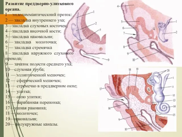 Развитие преддверно-улиткового органа. I —эндолиммаятическний проток: 2 — закладка внутреннего уха;
