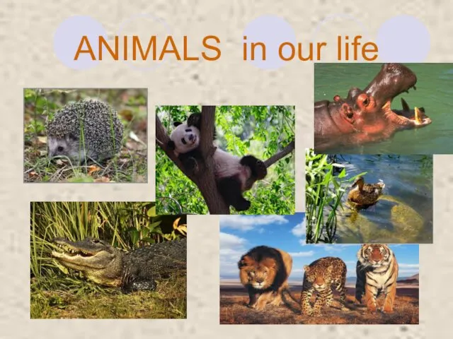 ANIMALS in our life