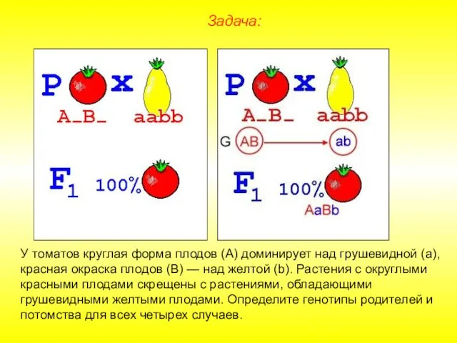 У томатов круглая форма плодов (А) доминирует над грушевидной (а), красная