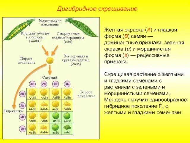 Дигибридное скрещивание Желтая окраска (А) и гладкая форма (В) семян —