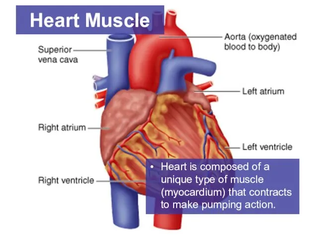 Heart is composed of a unique type of muscle (myocardium) that