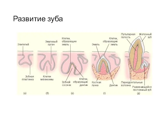 Развитие зуба