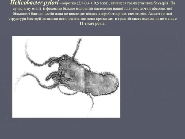 Helicоbасter pylori – коротка (2,5-0,4 х 0,5 мкм), звивиста грамнегативна бактерія.