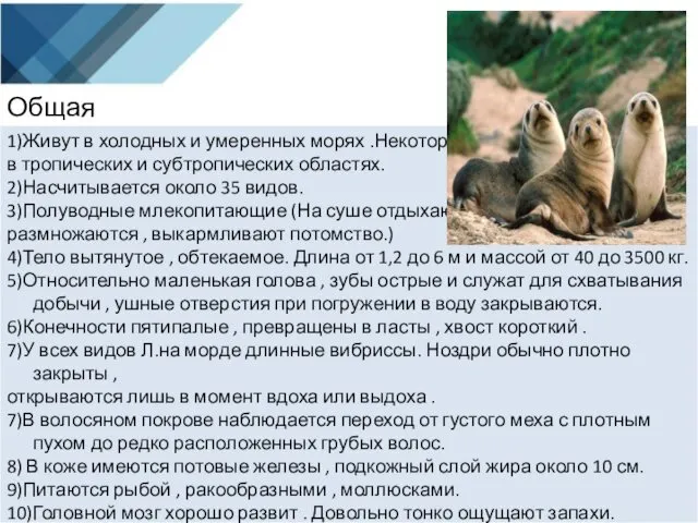 Общая характеристика: 1)Живут в холодных и умеренных морях .Некоторые в тропических