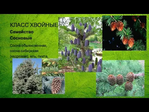 КЛАСС ХВОЙНЫЕ Семейство Сосновые Сосна обыкновенная, сосна сибирская (кедровая), ель, пихта, лиственница