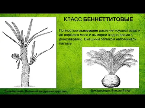 Полностью вымершие растения (существовали до верхнего мела и вымерли в одно