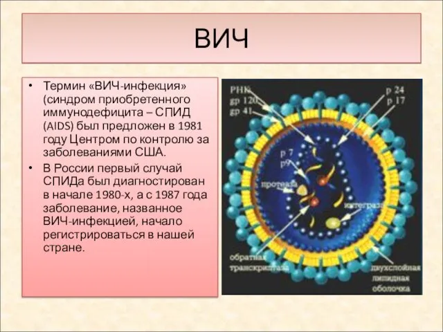 Термин «ВИЧ-инфекция» (синдром приобретенного иммунодефицита – СПИД (AIDS) был предложен в