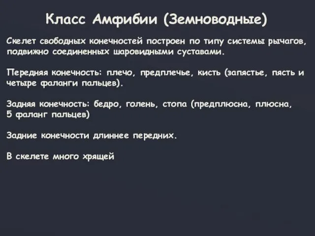 Класс Амфибии (Земноводные) Скелет свободных конечностей построен по типу системы рычагов,