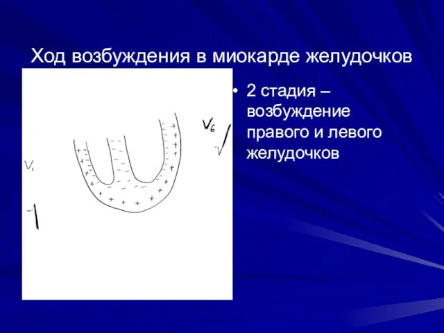 Ход возбуждения в миокарде желудочков 2 стадия – возбуждение правого и левого желудочков