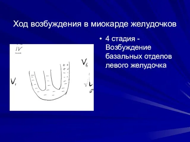 Ход возбуждения в миокарде желудочков 4 стадия - Возбуждение базальных отделов левого желудочка