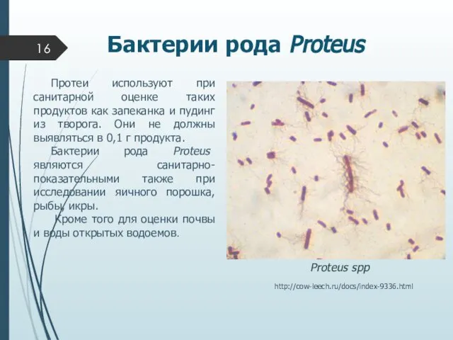 Бактерии рода Proteus Протеи используют при санитарной оценке таких продуктов как