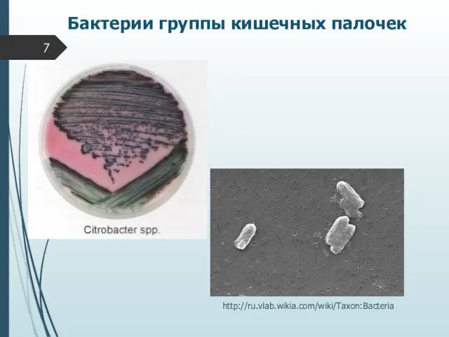 http://ru.vlab.wikia.com/wiki/Taxon:Bacteria Бактерии группы кишечных палочек